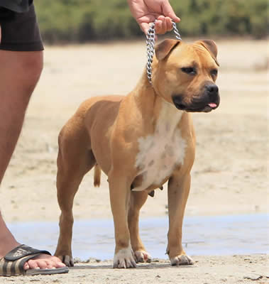 Sebstyle Blazin Bully